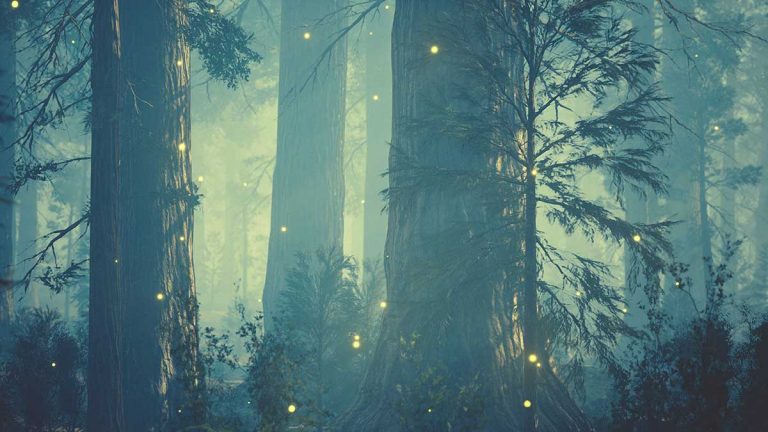 13 Books About Magical Forests with Captivating Covers